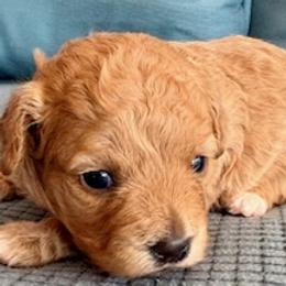 Green collar girl - Cafe au lait female Maltipoo puppy in Silver Springs, Florida from Puppy Love Palace at HB Farm