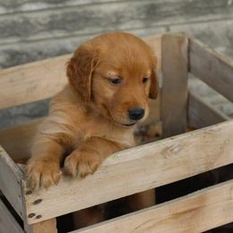 Golden Retriever Puppies from A&W Goldens