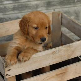Golden Retriever Puppies from A&W Goldens