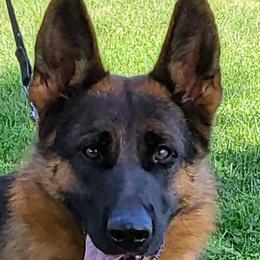 German Shepherd puppies from Von Kunstlerisch