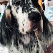 English Setters from Editions English Setters
