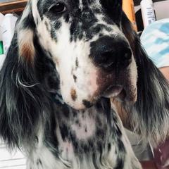 English Setters from Editions English Setters