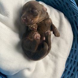 Dachshund Puppies from L & A Dachshunds
