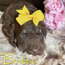 Birken - Phantom female Poodle puppy in Independence, Kansas from Malone Standard Poodles