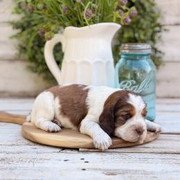 School Bell - Tri-Roan male English Springer Spaniel puppy in Henderson County, North Carolina from Roan Creek Kennels