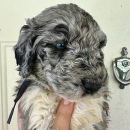 Tater - Merle male Labradoodle puppy in Greensboro, Georgia from B’s Doodles