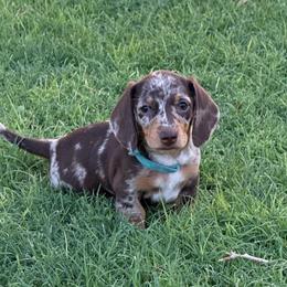 Shorthair Dapple Girl Blue - Dapple female Dachshund puppy in Buckeye, Arizona from Ryder's Roundup