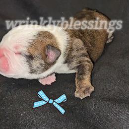 Theodore - Red brindle and white male Bulldog puppy in Granville, Iowa from Wrinkly Blessings English Bulldogs