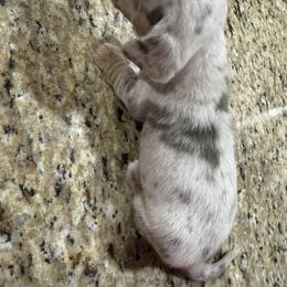 Dachshund Puppies from Finleys Babies