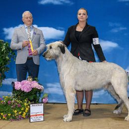 Irish Wolfhound and Pomsky All Grown Up from Bingo's Puppies