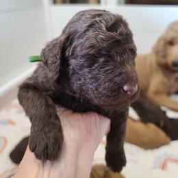 Green collar - Brown male Poodle puppy in Colorado Springs, Colorado from Silly's Standard Poodles