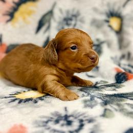 Olivia - Red female Dachshund puppy in Hope, Arkansas from JK Kennel