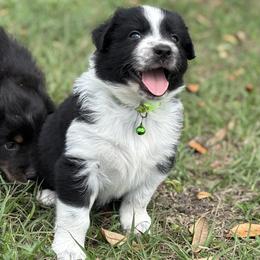 Azalea ASDR - Black tri-color female Australian Shepherd puppy in Orlando, Florida from Skaky Shepherds