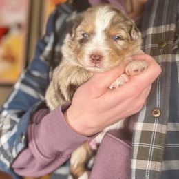 Dasher - Red merle male Miniature Australian Shepherd puppy in Tonasket, Washington from V5 Aussies