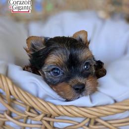 Sonya Blade - Black and tan female Yorkshire Terrier puppy in California from Corazon de gigante
