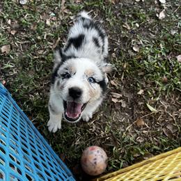 Boy 5 - Blue merle male Australian Shepherd puppy in Lakeland, Florida from Infinite Aussies