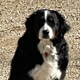 Jewel - Bernese Mountain Dog