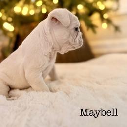 Girl 2 - female French Bulldog puppy in Hudsonville, Michigan from Willow Farm