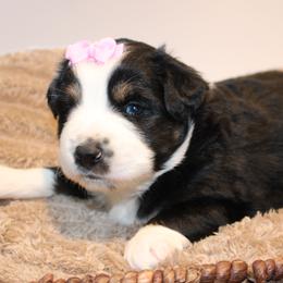 Heart - Black tri-color female Australian Shepherd puppy in Plantersville, Texas from Jak Se Auss