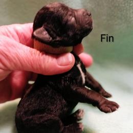 Fin - Black male Miniature Schnauzer puppy in Midland, Texas from Shebbies Puppy Palace