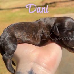 Dani - Brindle female Dachshund puppy in Brandon, Mississippi from A & N Kennel’s Mini Dachshunds