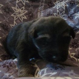 Light Blue - Black and tan male German Shepherd puppy in Pahrump, Nevada from Rayler Kennels