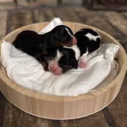 Girl 2 - Tri-color female Cavalier King Charles Spaniel puppy in Texarkana, Arkansas from Miller's Cavaliers