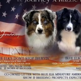 Miniature American Shepherds from Givadem