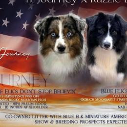 Miniature American Shepherds from Givadem
