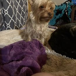 Bambi - Yorkshire Terrier