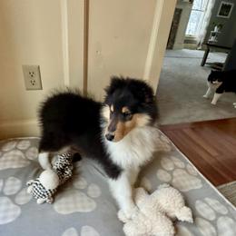 Boy 2- Flash - Black white and tan male Collie puppy in Allendale, Michigan from River-Valley Collies