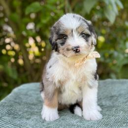 Prissy - Blue merle female Bernedoodle puppy in Bellville, Ohio from Bernedoodle Buddies