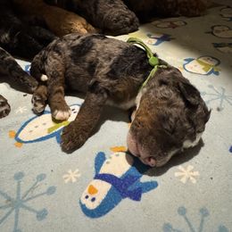 Green Collar Male - Merle male Double Doodle puppy in Killeen, Texas from Parrish Precious Ones Texas