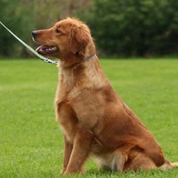 Golden Retrievers from Gentry’s Pride Golden Retrievers
