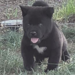 Little Boy Blue - Black male Akita puppy in Yankton, South Dakota from Akita Kai Magic