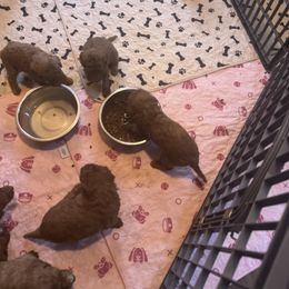 Boy 1 - Red  male Poodle puppy in Canterbury, Connecticut from Diamonds in the Sky