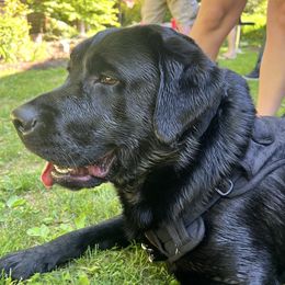Utah - Labrador Retriever