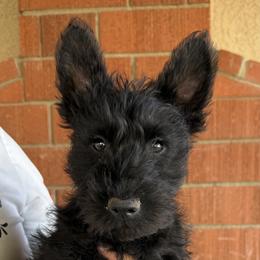Scottish Terrier Puppies from Santas Scotties