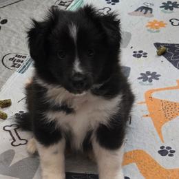 Fergus - Black and white male Shetland Sheepdog puppy in Zephyrhills, Florida from Highland Shelties & Aussies