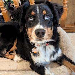 Zuko - Australian Shepherd
