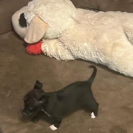 Abby - Black and white female Chihuahua puppy in Henderson, Kentucky from Western Kentucky Chihuahua’s and Chinese Crested’s