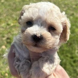 Maltipoos from Pat’s precious puppies