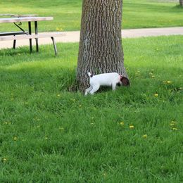 German Shorthaired Pointer Puppies from Erin Eustice