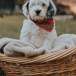 Bernedoodle and Goldendoodle Puppies from Doodles of North Tx