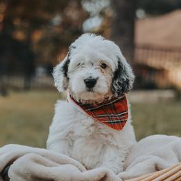 Bernedoodle and Goldendoodle Puppies from Doodles of North Tx