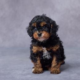 Grace - Black and tan female Cavapoo puppy in Apple Creek, Ohio from Grandeur Valley Puppies