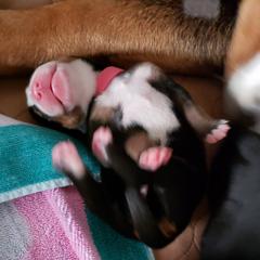 Greater Swiss Mountain Dog Puppies from Prairie Winds Greater Swiss Mountain Dogs