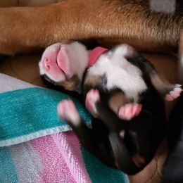 Greater Swiss Mountain Dog Puppies from Prairie Winds Greater Swiss Mountain Dogs
