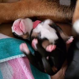 Greater Swiss Mountain Dog Puppies from Prairie Winds Greater Swiss Mountain Dogs