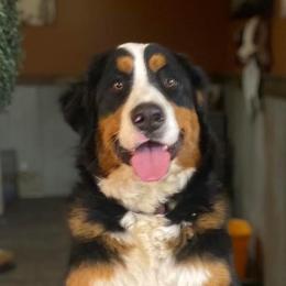 Ember - Bernese Mountain Dog